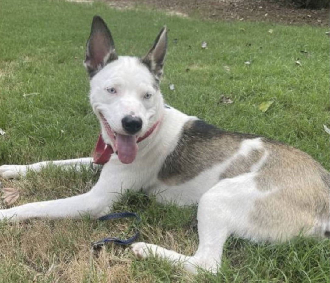 KACY - Siberian Husky / American Pit Bull Terrier available for adoption