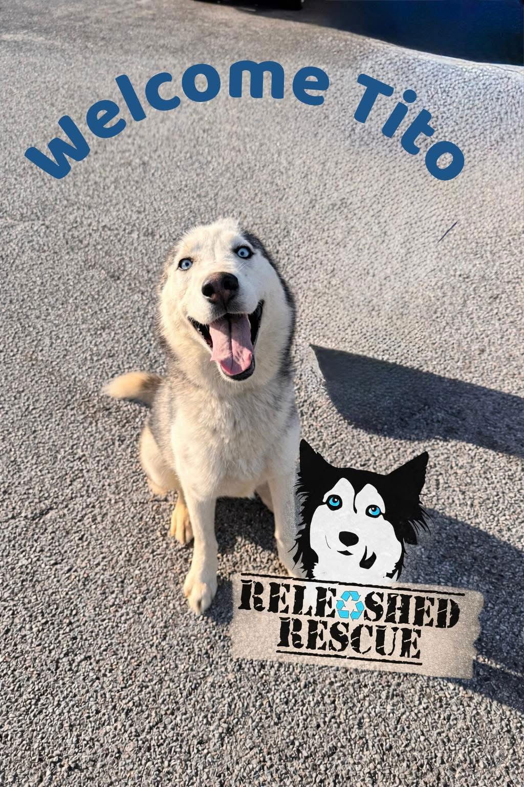 TITO - Siberian Husky available for adoption