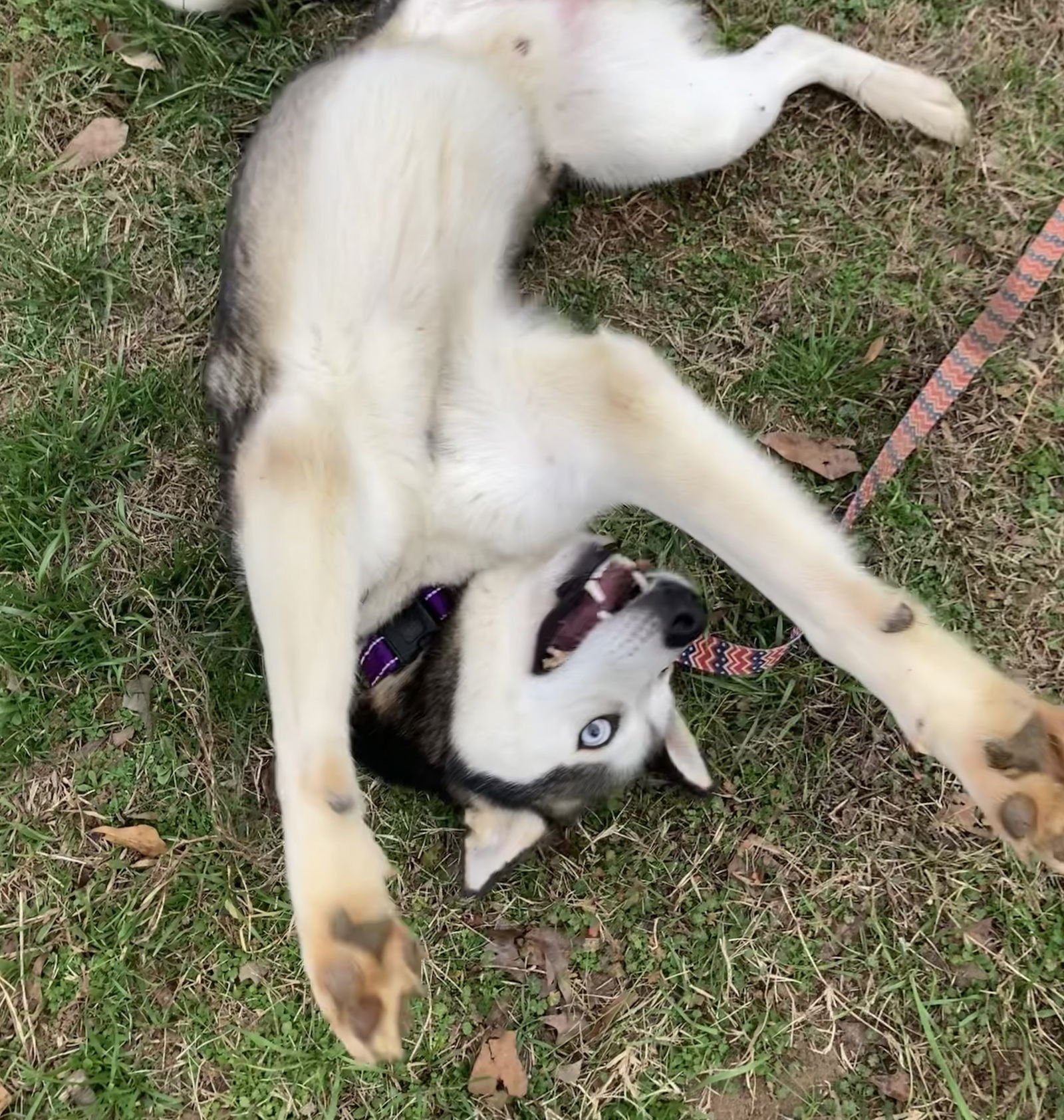 LOKI - Siberian Husky available for adoption