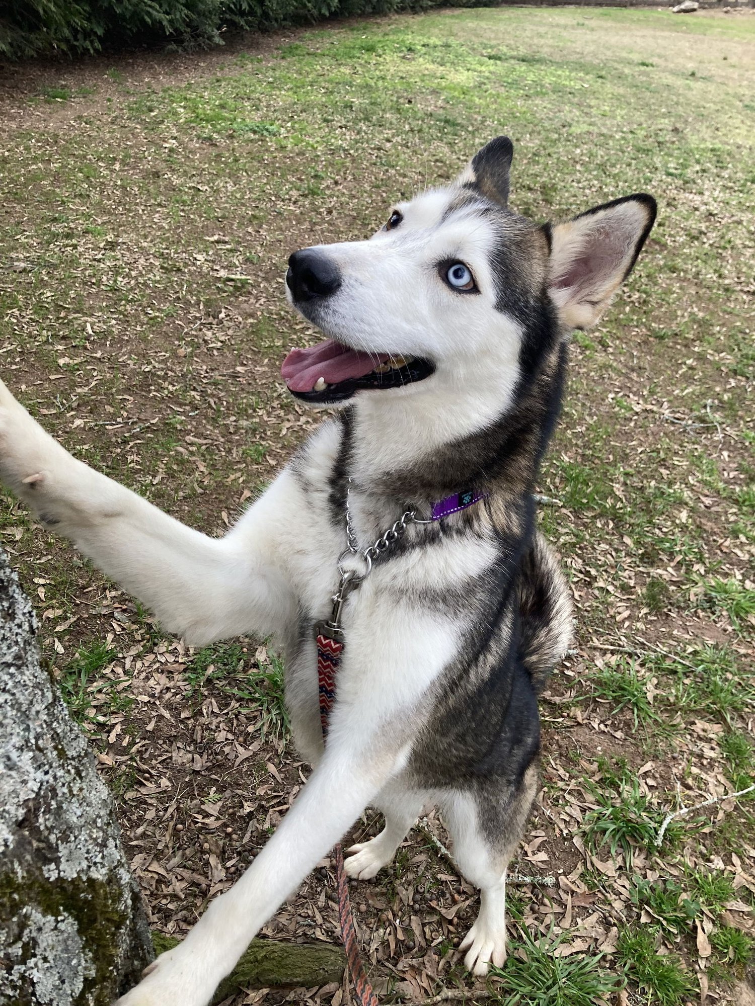 LOKI - Siberian Husky available for adoption