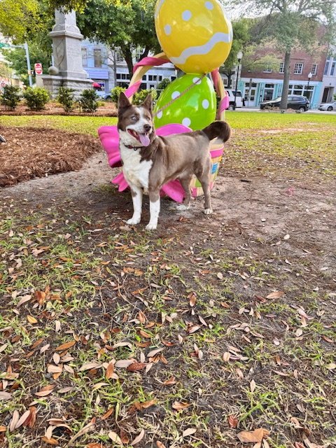 FIFI - Australian Shepherd / Siberian Husky available for adoption