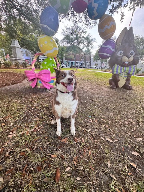 FIFI - Australian Shepherd / Siberian Husky available for adoption