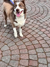 Fifi - Photo 4