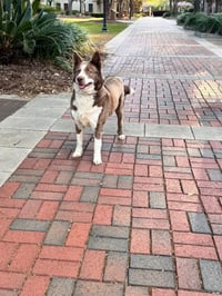 Fifi - Photo 5