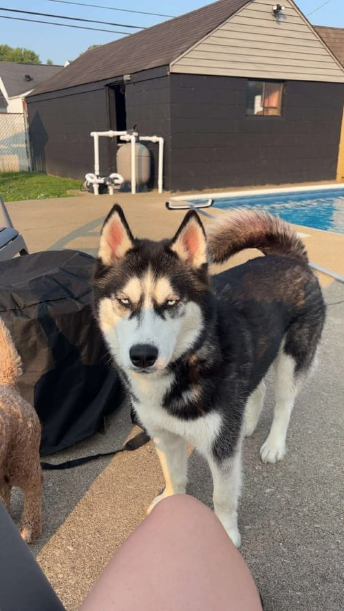 KOBA - Siberian Husky available for adoption