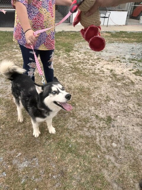 KOBA - Siberian Husky available for adoption