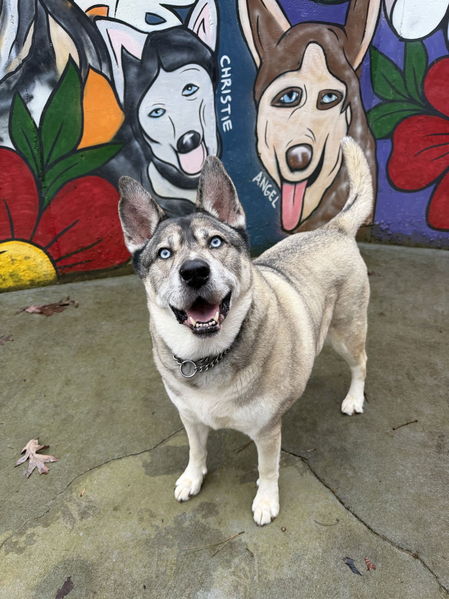 LENNOX - Siberian Husky / German Shepherd Dog available for adoption
