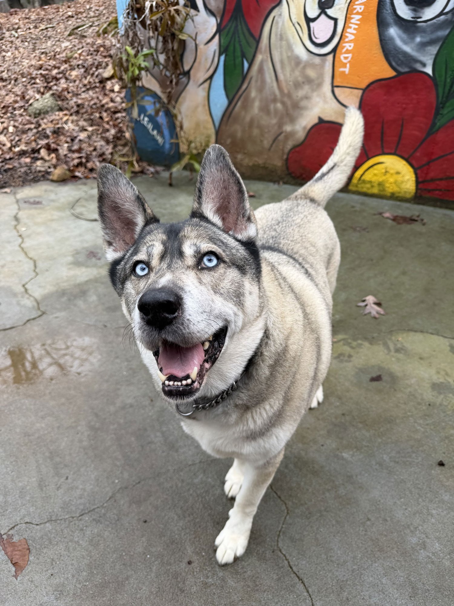 LENNOX - Siberian Husky / German Shepherd Dog available for adoption