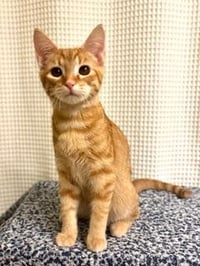 KITTEN SUNNY - Photo 3