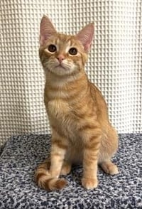 KITTEN SUNNY - Photo 1
