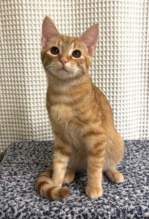 KITTEN SUNNY - Tabby available for adoption