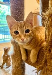 KITTEN SUNNY - Photo 2
