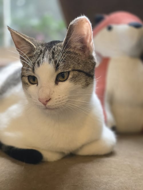 KITTY TAYLOR - Domestic Short Hair available for adoption