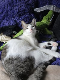 KITTY TAYLOR - Photo 3