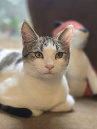 KITTY TAYLOR - Photo 1
