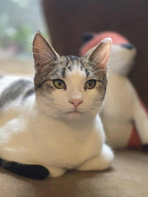 KITTY TAYLOR - Domestic Short Hair available for adoption