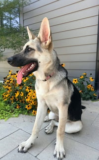 PUPPY RAQUEL - Photo 2
