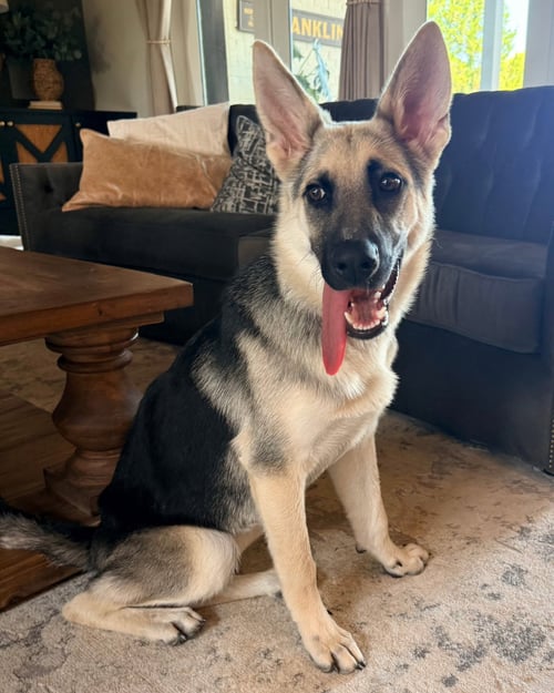 PUPPY RAQUEL - German Shepherd Dog available for adoption