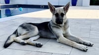PUPPY RAQUEL - Photo 3