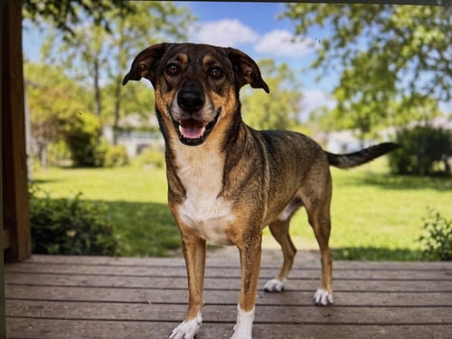 SASSY SADIE - German Shepherd Dog / Hound available for adoption