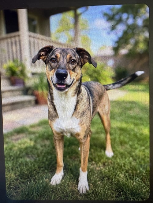 SASSY SADIE - German Shepherd Dog / Hound available for adoption
