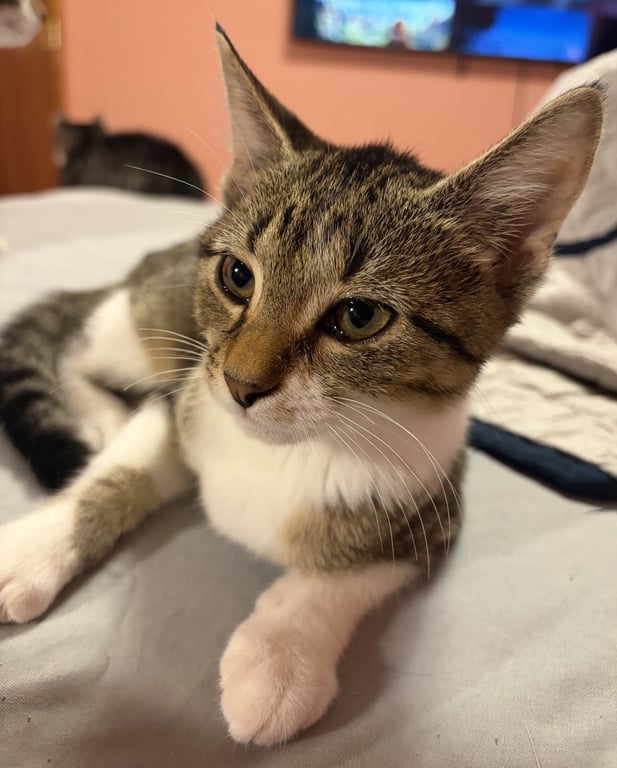KITTEN FOXY Image