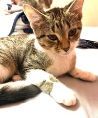 KITTEN FOXY - Photo 2