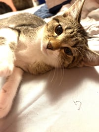 KITTEN FOXY - Photo 3