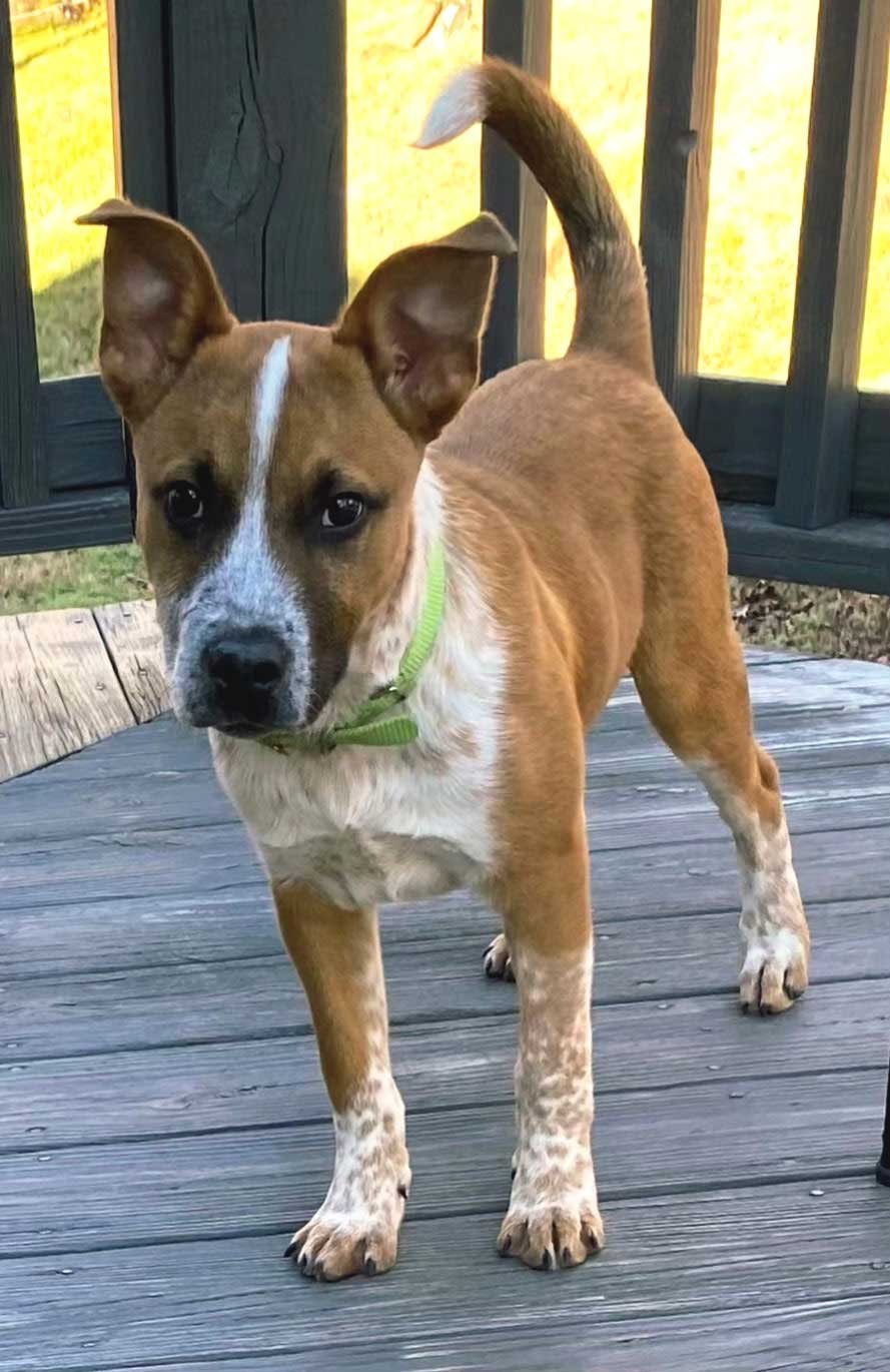 PUPPY ROCKY - Photo 3