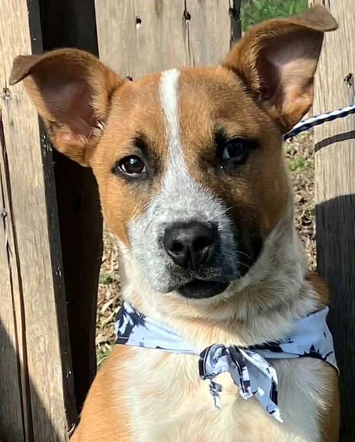 PUPPY ROCKY - Photo 4