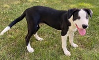 PUPPY RICHIE - Photo 2