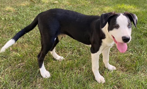 PUPPY RICHIE - Border Collie available for adoption