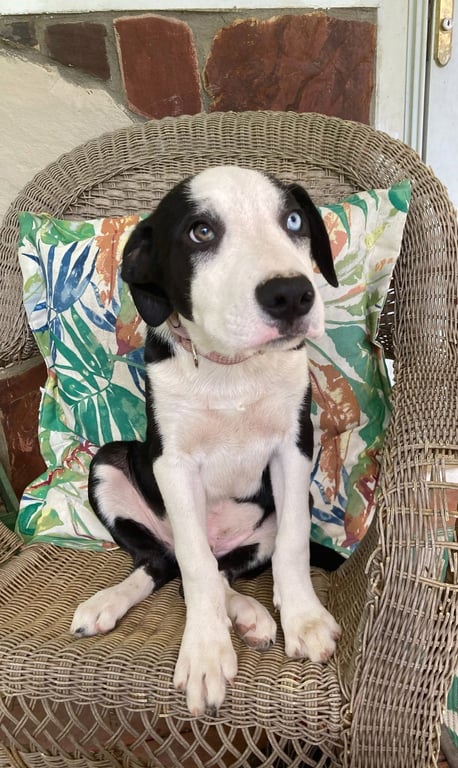 PUPPY RICHIE Image