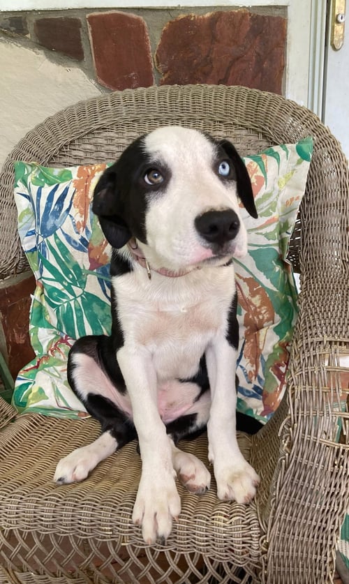 PUPPY RICHIE - Border Collie available for adoption