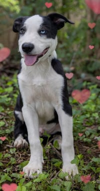 PUPPY RICHIE - Photo 3