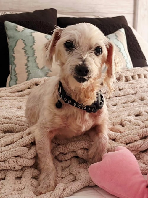 BOOKER - Yorkshire Terrier Yorkie / Poodle (Miniature) available for adoption