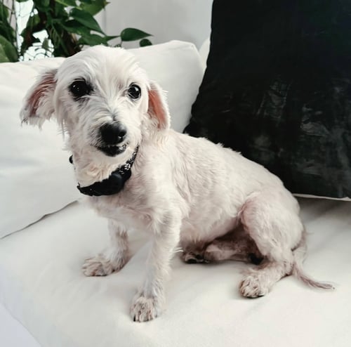 BOOKER - Yorkshire Terrier Yorkie / Poodle (Miniature) available for adoption