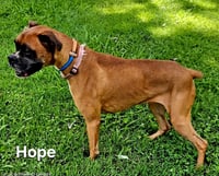 HOPE - Photo 3