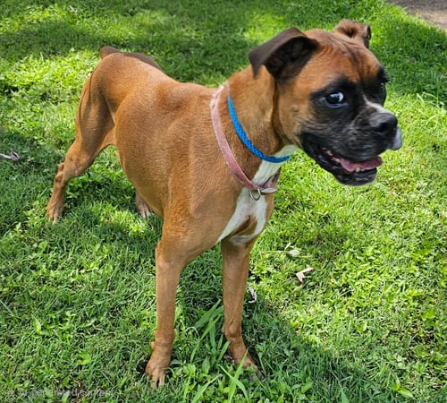 HOPE - Boxer available for adoption