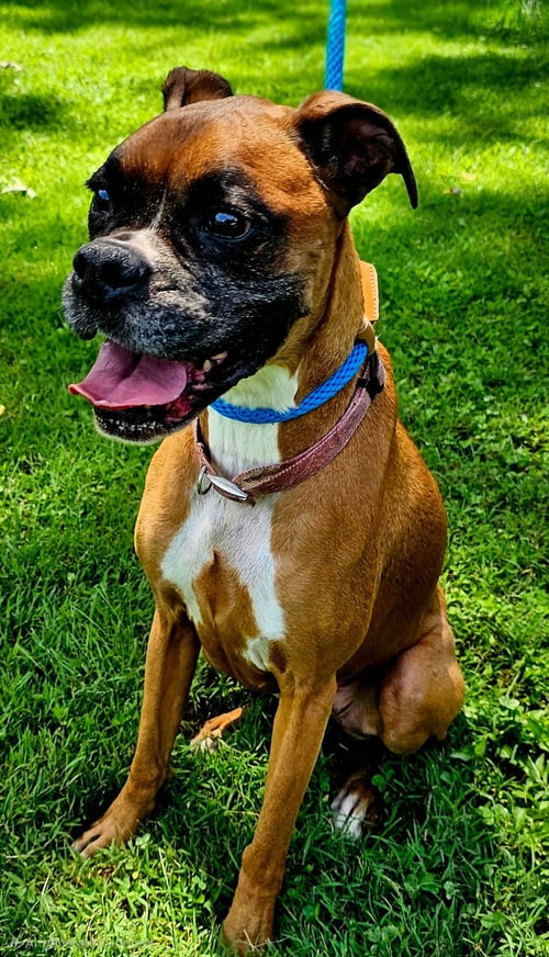 HOPE - Boxer available for adoption