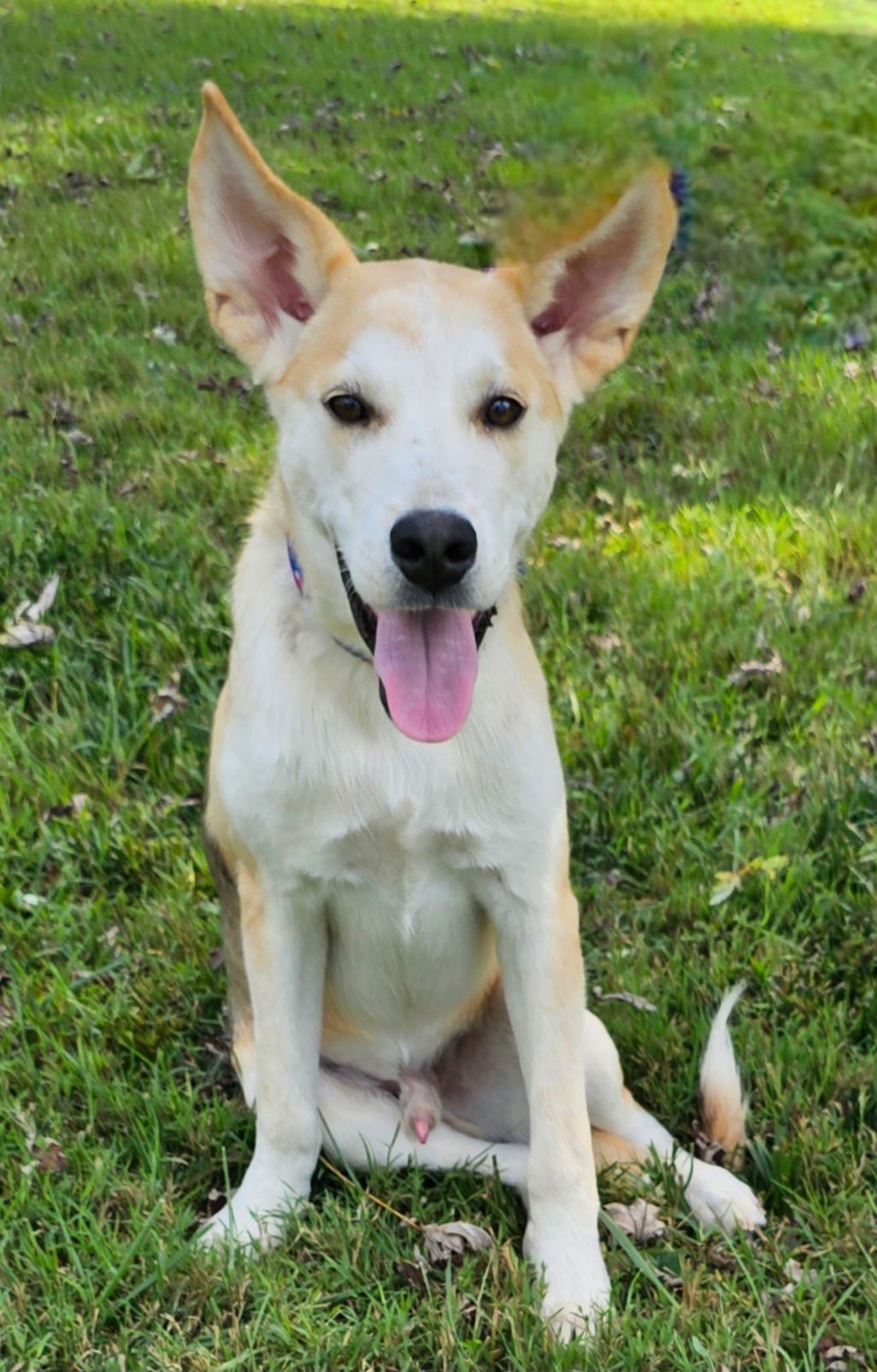 WHEELER - Husky / German Shepherd Dog available for adoption