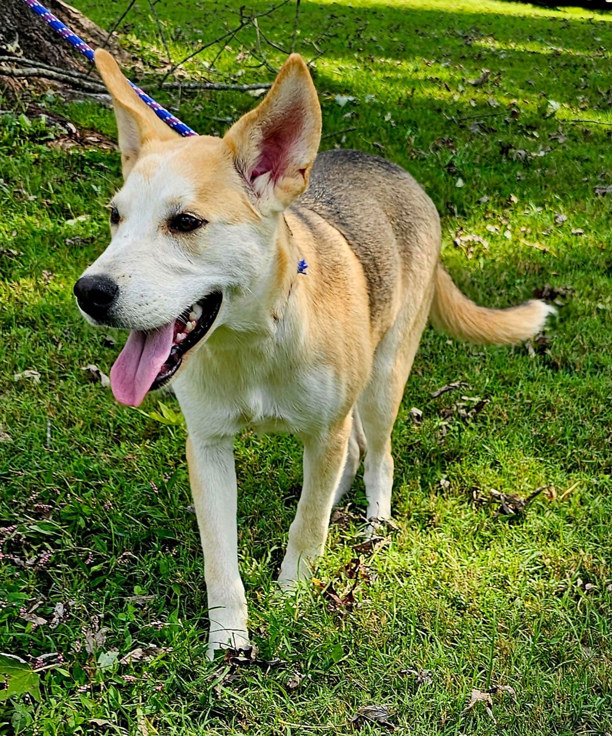 WHEELER - Husky / German Shepherd Dog available for adoption