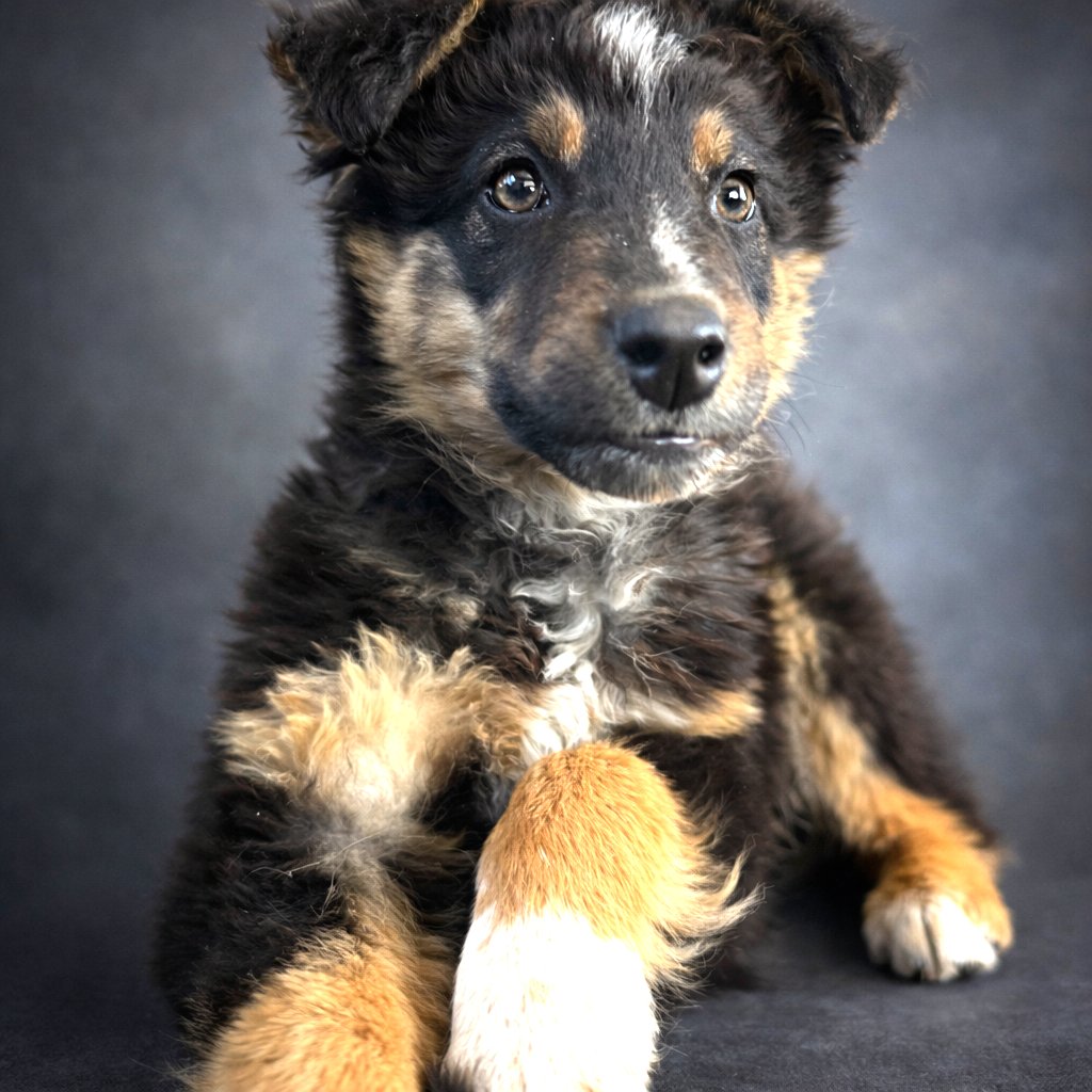 PUPPY MR. COOPER - Collie / Australian Cattle Dog/Blue Heeler available for adoption