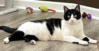 COOKIE - CHILL CAT - Photo 2