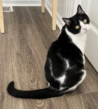 COOKIE - CHILL CAT - Photo 1