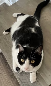 COOKIE - CHILL CAT - Photo 4