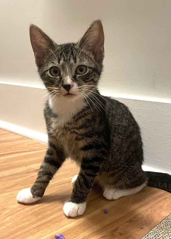 KITTEN MALI Image
