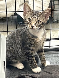 KITTEN MALI - Photo 2