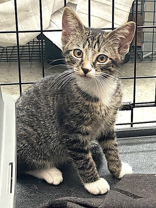 KITTEN MALI - Tabby available for adoption