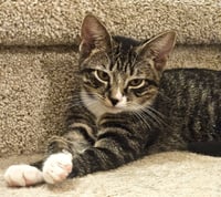 KITTEN MALI - Photo 3